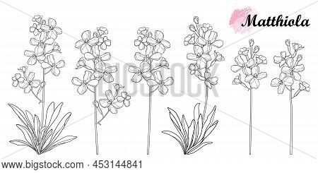 Vector Set With Outline Matthiola Or Brompton Stock Flower Bunch, Bud And Leaves In Black Isolated O