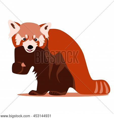 Cute Color Red Panda Sitting With Food In Paw, Bear Cat Feeding, Wuld Animal Front View Flat Vector 