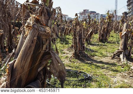 Field Of Cropped Dry Bushes Of Plants, Green Grass Around, Close-up