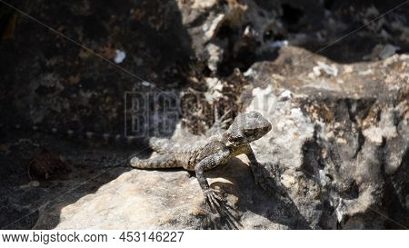 Stellagama On The Rocks In Israel Close-up. The Brightly Lit By The Sun Lizard On Stones