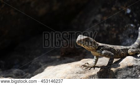 Stellagama On The Rocks In Israel Close-up. The Brightly Lit By The Sun Lizard On Stones