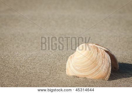 Sea-shell In Sand
