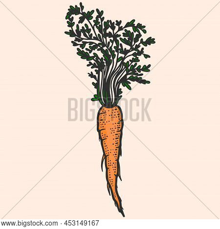 Colored Vegetable, Carrot. Line Art Sketch Picture. Hand Drawn.