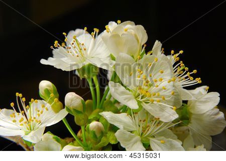 Flovers 1