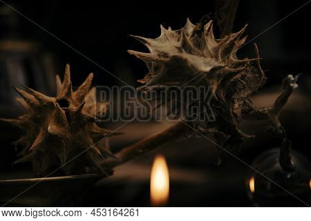 Stramonium Plant, Also Called Burundanga. Consciousness-erasing Plant.