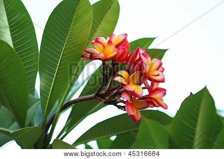 keltainen vaaleanpunainen frangipani