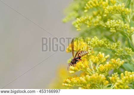 Paper Wasp Insect Gathering Nectar On Yellow Flowers