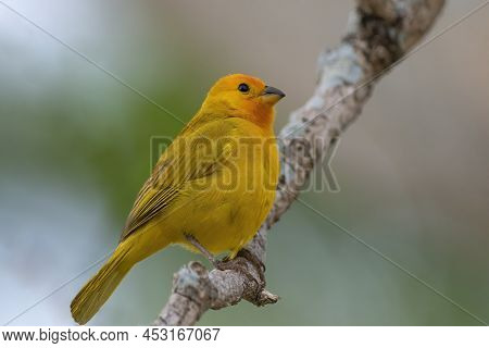 Saffron Finch Perched On A Tree In Hawaii