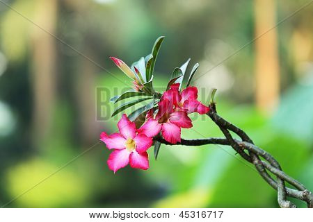 vaaleanpunainen frangipani puutarhaan
