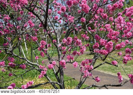 Amygdalus Persica Blossoms. Rosaceae Deciduous Tree. The Deep Red Double Flowers Bloom From Late Mar
