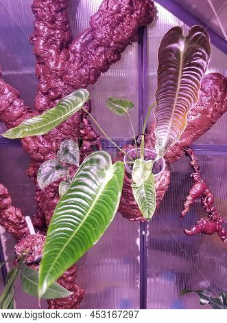 Beautiful Ribbed Leaves Of Anthurium Veitchii Narrow Version, Also Known As King Anthuriums
