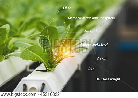 Vegetable Hydroponic Green Leaf And Chart Information, Benefits. Fiber, Metabolism And Immune System