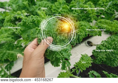 Vegetable Hydroponic Green Leaf And Chart Information, Benefits. Fiber, Metabolism And Immune System