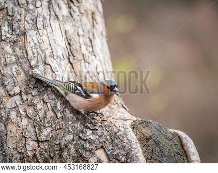 Common Chaffinch, Fringilla Coelebs, Sits On A Tree. Common Chaffinch In Wildlife.