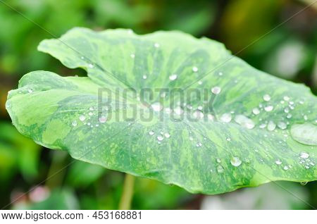 Colocasia Esculenta Midori Sour, Colocasia ,midori Sour Or Colocasia Plant And Dew Drop Or Rain Drop