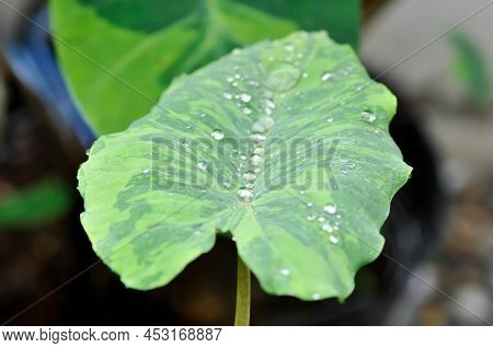 Colocasia Esculenta Midori Sour, Colocasia ,midori Sour Or Colocasia Plant And Dew Drop Or Rain Drop