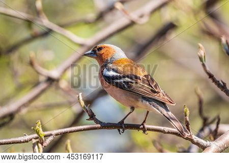 Common Chaffinch, Fringilla Coelebs, Sits On A Branch In Spring On Green Background. Common Chaffinc
