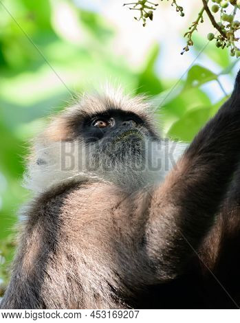 Hungry Purple-faced Langur Monkey Looking At The Wild Fruits In The Tree, Endangered Monkey Specie E