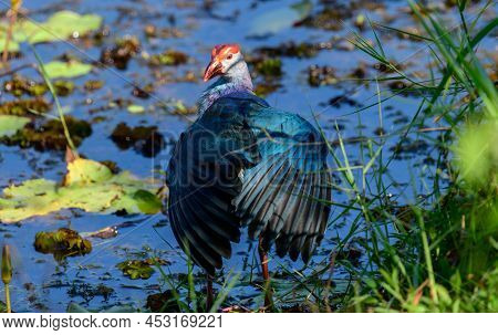 Grey-headed Swamphen Standing Tall And Plush Feathers, Looking Over The Wing, Sunning On The Shore I