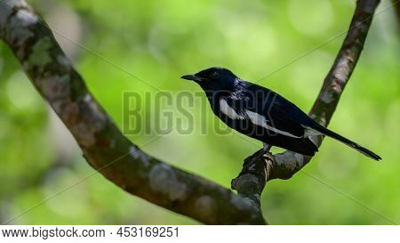 Beautiful Oriental Magpie-robin Bird (copsychus Saularis) Perched On A Tree Branch Side View.