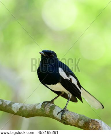 Beautiful Oriental Magpie-robin Bird (copsychus Saularis) Perched On A Tree Branch, Close Up Portrai