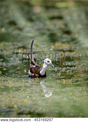 The Pheasant-tailed Jacana Bird Is Swimming In The Pond In Diyasaru Park, Thalawathugoda.