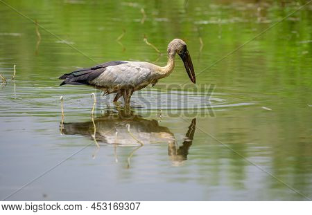 Asian Openbill Stork Stands Still In The Shallow Water Stream, Waiting Patiently For Fish. Stork Cas