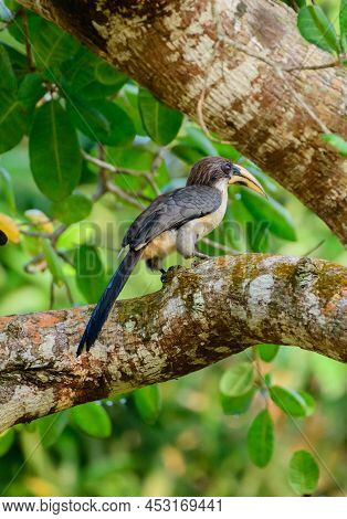 Sri Lanka Gray Hornbill (ocyceros Gingalensis) Perch On A Cashew Tree In Hiyare Reservoir.
