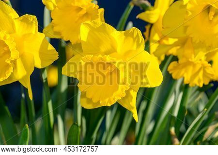 Closeup Of Narcissus Jonquilla Flower. Macro Photo Of Yellow Flower.