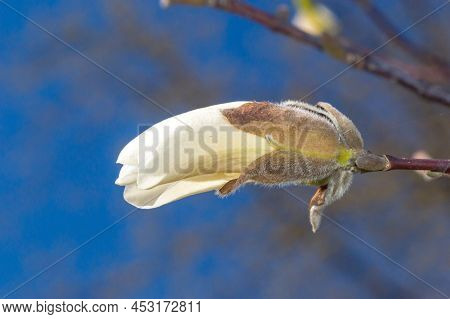 Macro Photo Of Blooming Magnolia Denudata In Spring Time.