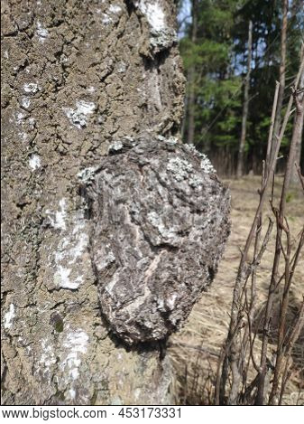 Inonotus Obliquus, Chaga, Birch Mushroom On A Tree Trunk In The Forest. Antitumor And Gastritis Agen