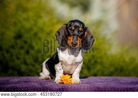 Small Daschund Puppy Posing On Table Outdoors