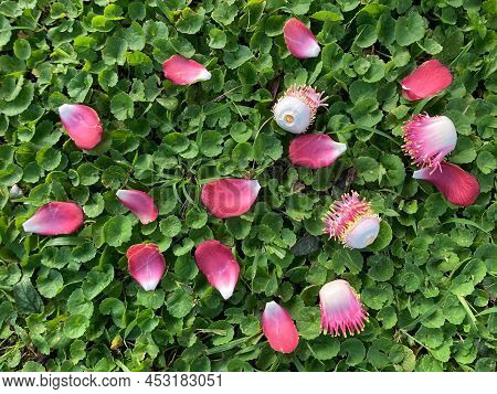 Falling Pink Flowers Of Sala Or Cannon Ball Tree On Green Pennywort Or Gotu Kola Plant And Grass In 