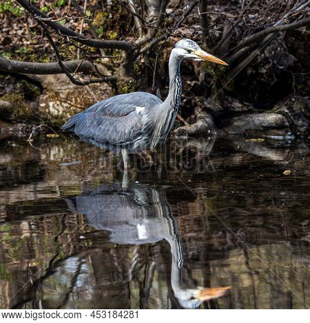Grey Heron, Ardea Cinerea, A Massive Gray Bird Wading Through A Flat Lake Searching For Fish, With F