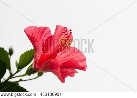 Beautiful Pink Lily Flower(known As Zephyranthes Rosea) In A Garden.