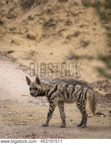 Striped Hyena Side Profile With Eye Contact On Safari Track Blocking Road During Outdoor Jungle Safa
