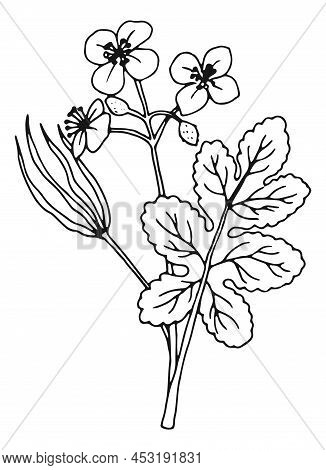 Chelidonium Medical Herb Drawing. Celandines Botanical Illustration