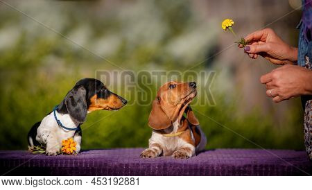 Daschund Ginger And Black Puppies Nibbles Yellow Flower In Owners Hand