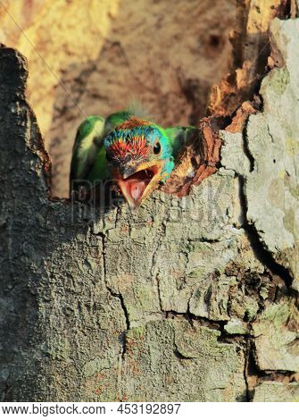 Colorful And Beautiful Blue Throated Barbet (psilopogon Asiaticus) Chick Is Chirping From Its Nest
