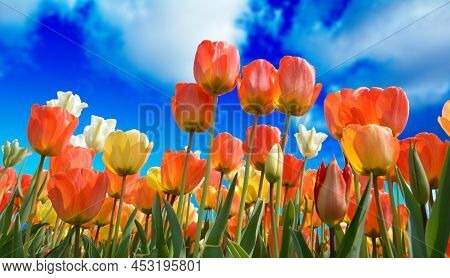 Tulip Field With Various Type And Color.