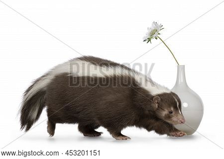 Cute Classic Brown With White Stripe Young Skunk Aka Mephitis Mephitis, Walking Side Ways. Passing W