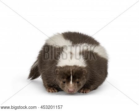 Cute Classic Brown With White Stripe Young Skunk Aka Mephitis Mephitis, Standing Facing Front. Head 