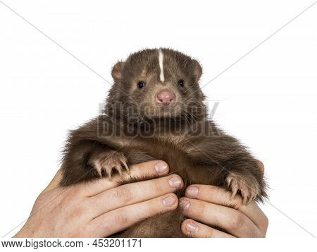 Cute Classic Brown With White Stripe Young Skunk Aka Mephitis Mephitis, Being Held Up In Human Hands
