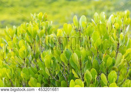 Close Up Ceriops Tagal Leaf In Forest