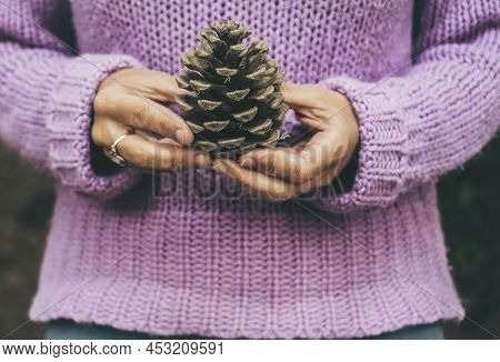 Woman Hands Holding A Pine Cone With Violet Sweater In Background. Concept Of Environemental Lifesty