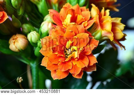 Detail Of Blooming Kalanchoe Flower In Spring In Poland