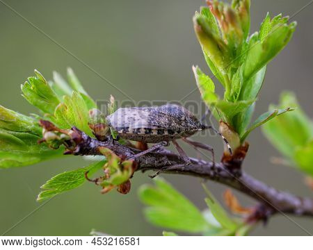 Close Up Of A Gray Garden Bug, Rhaphigaster Nebulosa On A Plant.