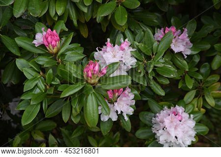 Rhododendron Is An Evergreen Shrub Of The Family Ericaceae And Is Called The'queen Of Flowering Tree