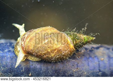 Pointed Mud Snails - Lymnaea Stagnalis In The Pond A Must.