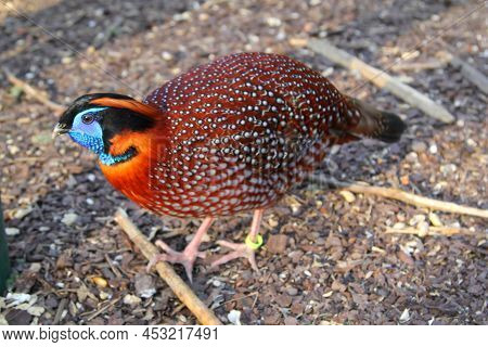 A Portrait Of A Pheasant-like Bird, Exotic Chicken.